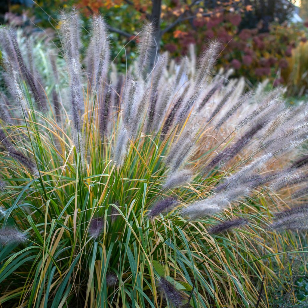 Pennisetum alopecuroïdes Red Head - Sericura