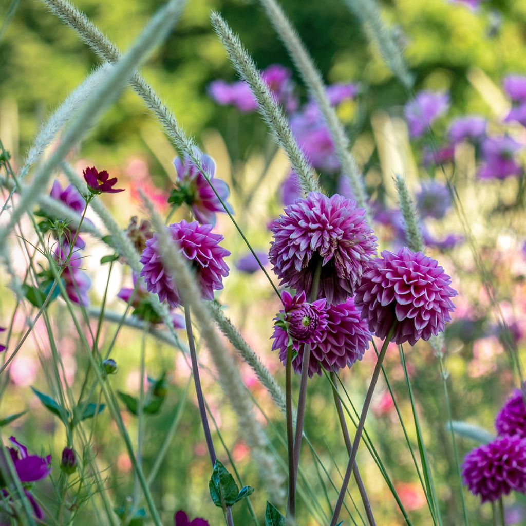 Pennisetum macrourum White Lancer