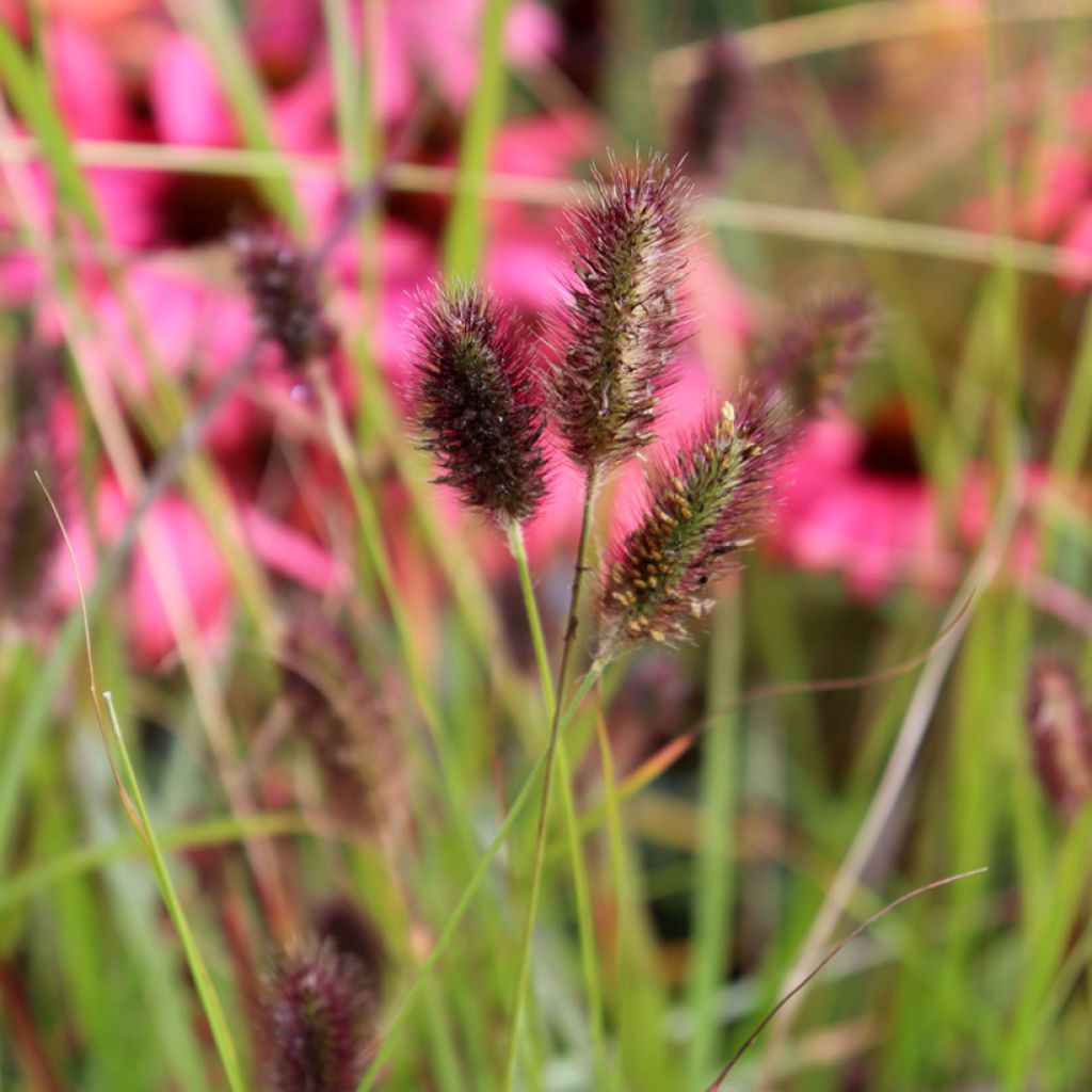 Pennisetum massaicum Red Button