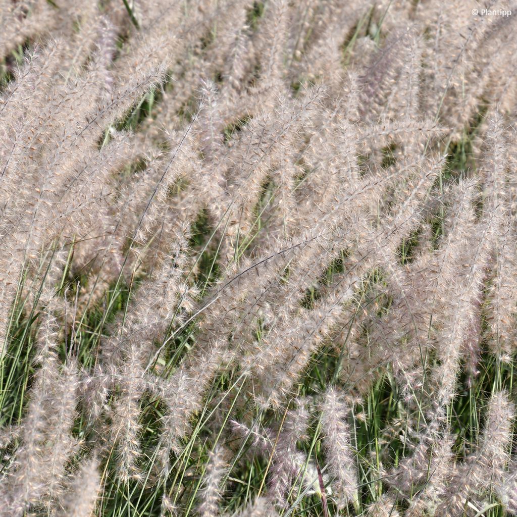 Pennisetum orientale JS Dance With Me