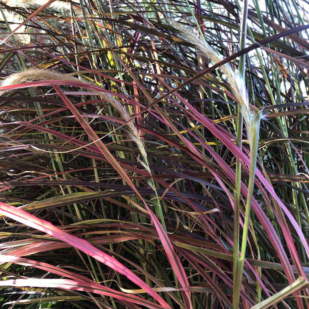 Pennisetum setaceum Fireworks - Herbe aux écouvillons