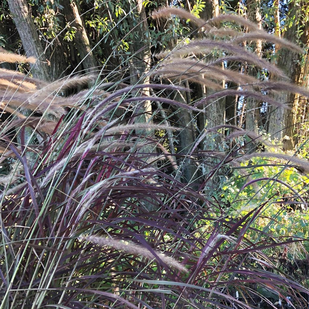 Pennisetum setaceum Fireworks - Herbe aux écouvillons