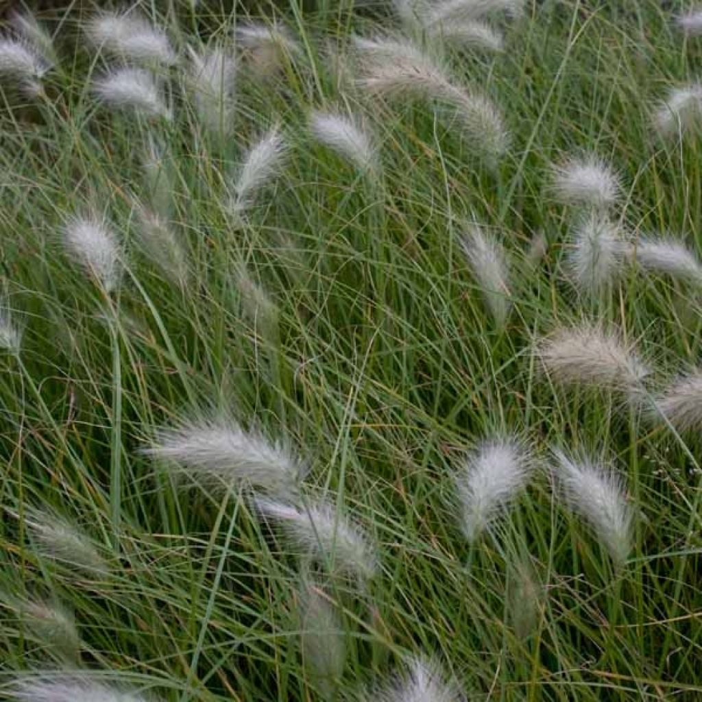 Pennisetum villosum