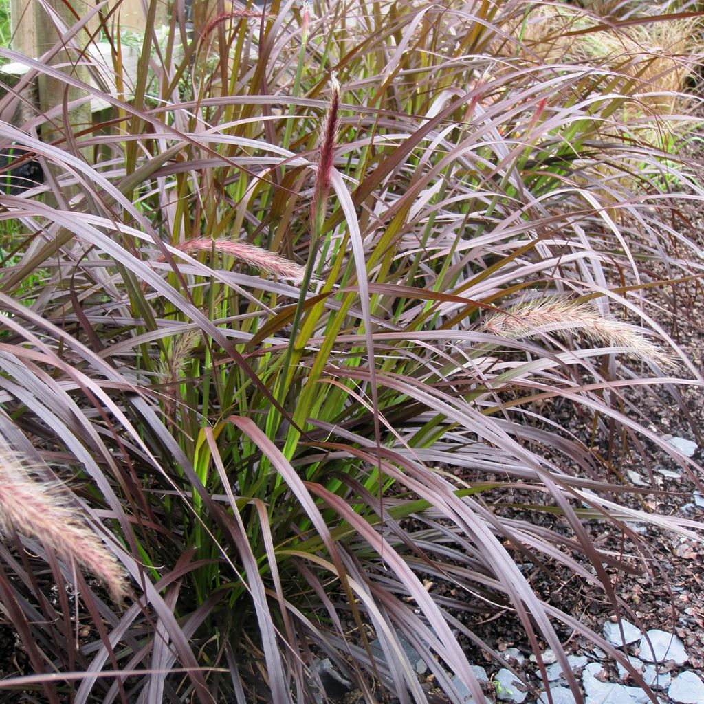 Pennisetum advena Rubrum