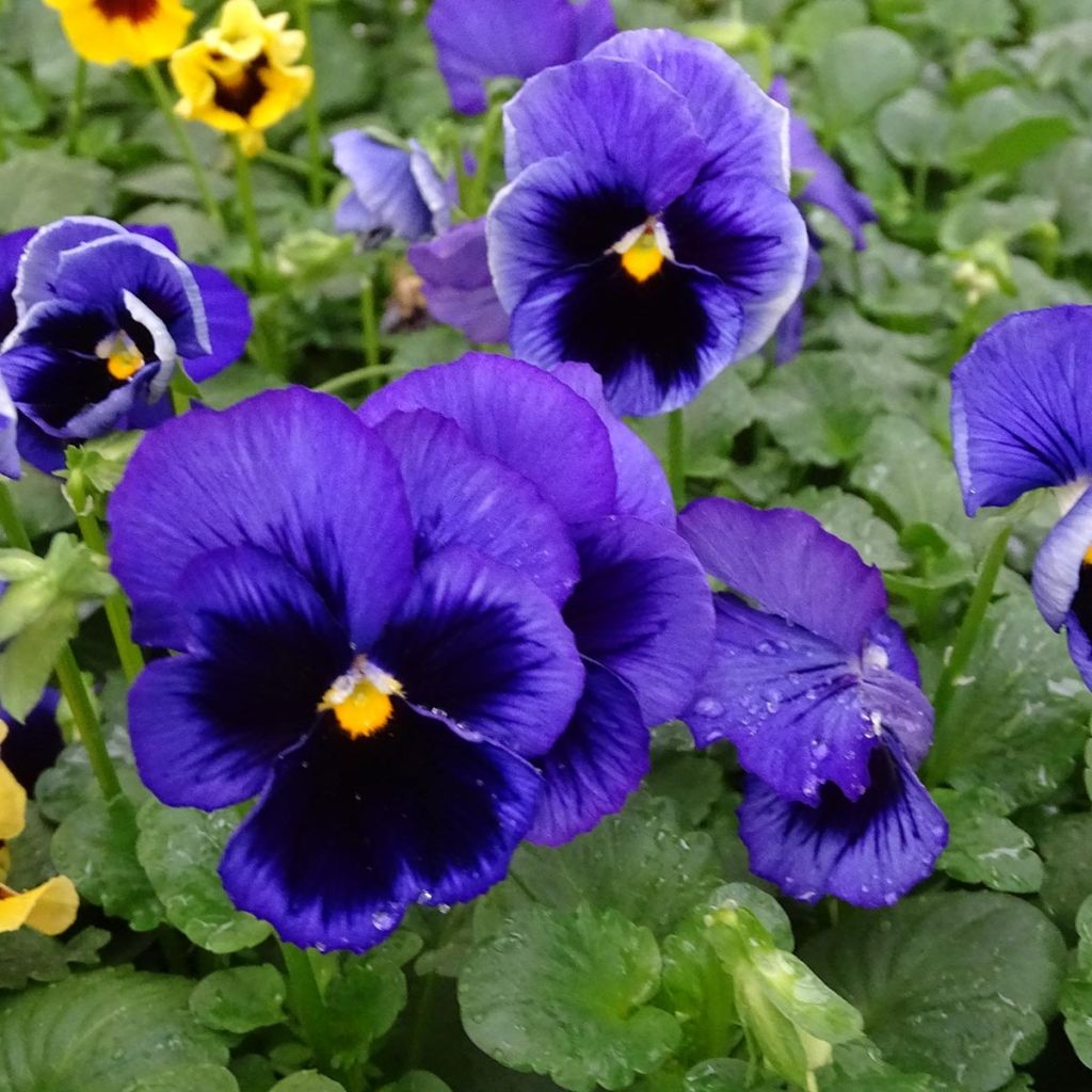 Viola F1 Carrera Blue With Blotch - Violeta