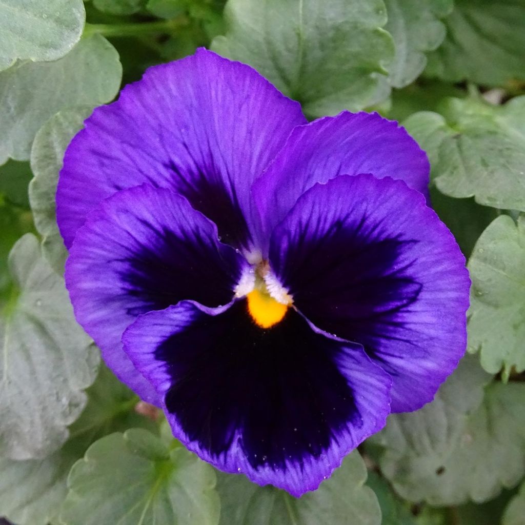 Viola F1 Carrera Blue With Blotch - Violeta