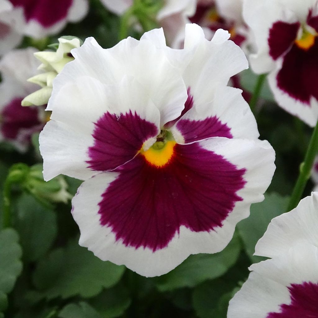 Viola F1 Carrera Rose Blotch - Violeta