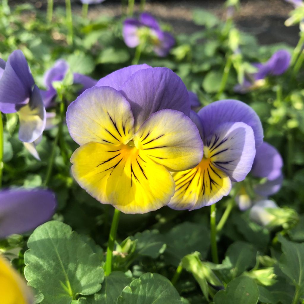 Viola hybrida Cool Wave Morpho - Violeta hibrida