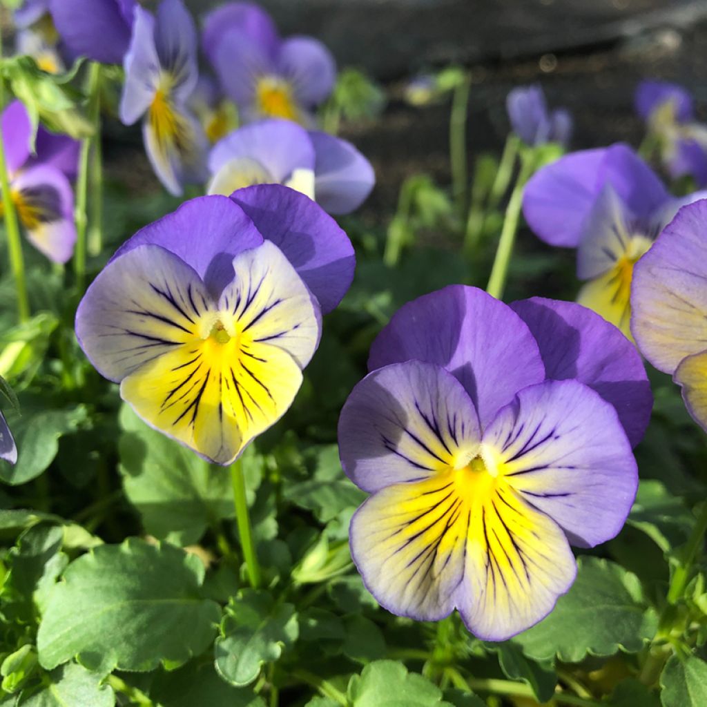 Viola hybrida Cool Wave Morpho - Violeta hibrida