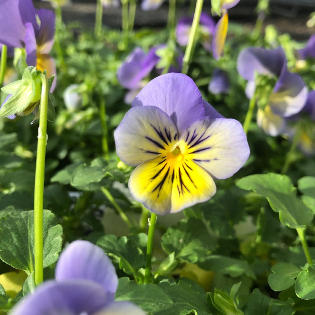 Viola hybrida Cool Wave Morpho - Violeta hibrida