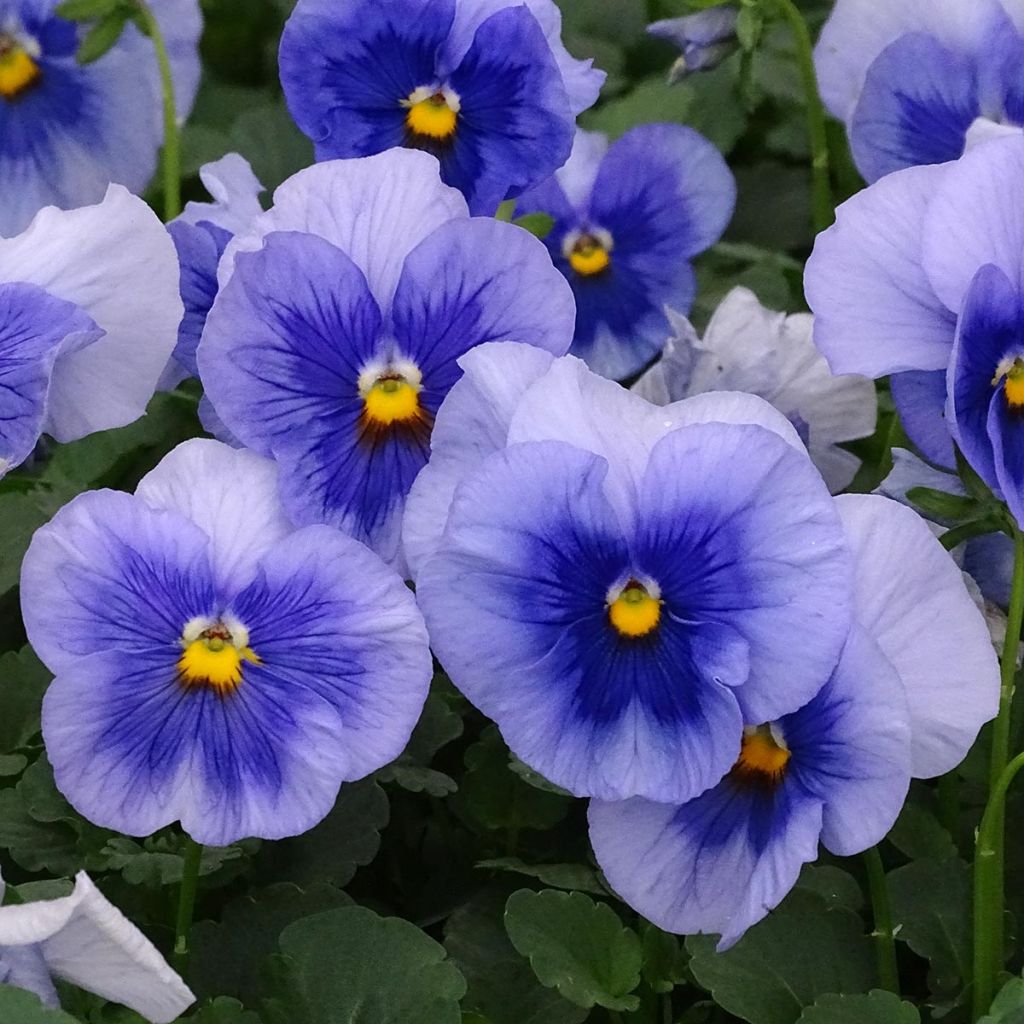 Viola inspire Metallic Blue Blotch - Violeta