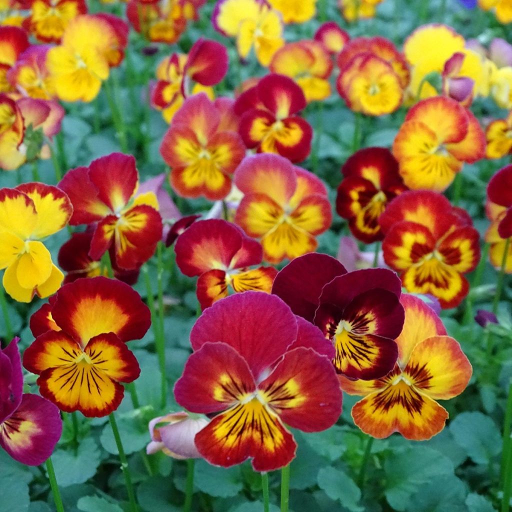 Viola Ultima Radiance F1 Red - Violeta