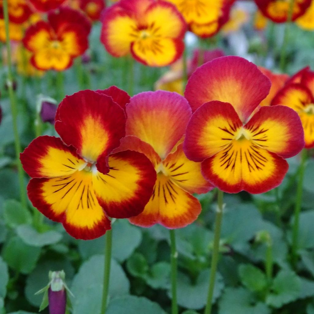 Viola Ultima Radiance F1 Red - Violeta