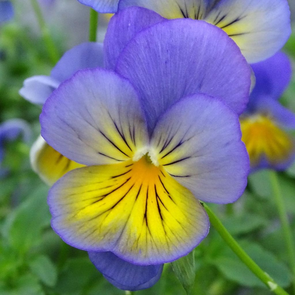 Viola hybrida Cool Wave Morpho - Violeta hibrida