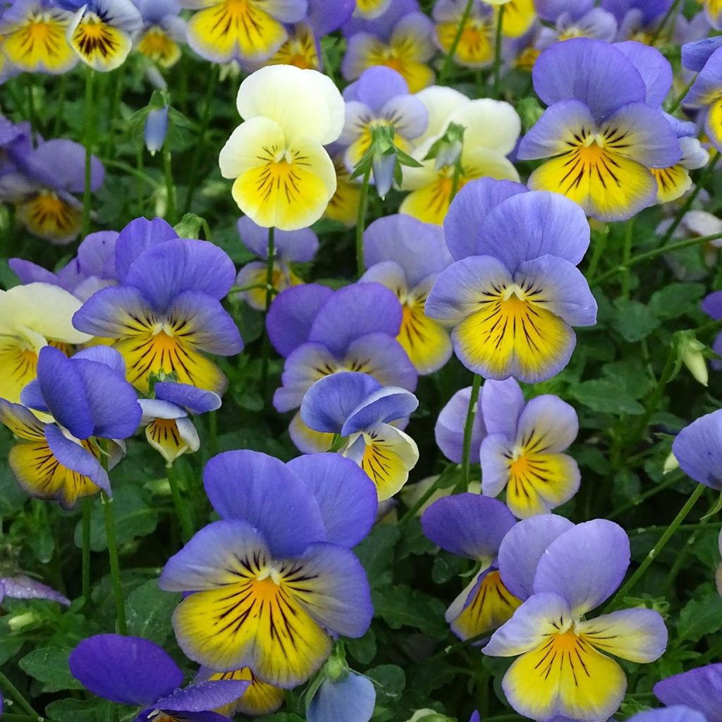 Viola hybrida Cool Wave Morpho - Violeta hibrida