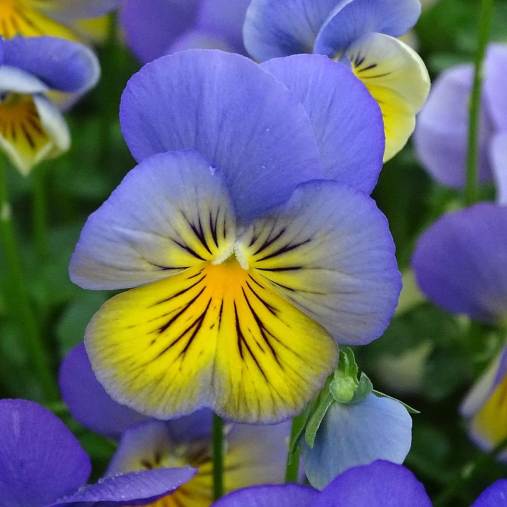 Viola hybrida Cool Wave Morpho - Violeta hibrida