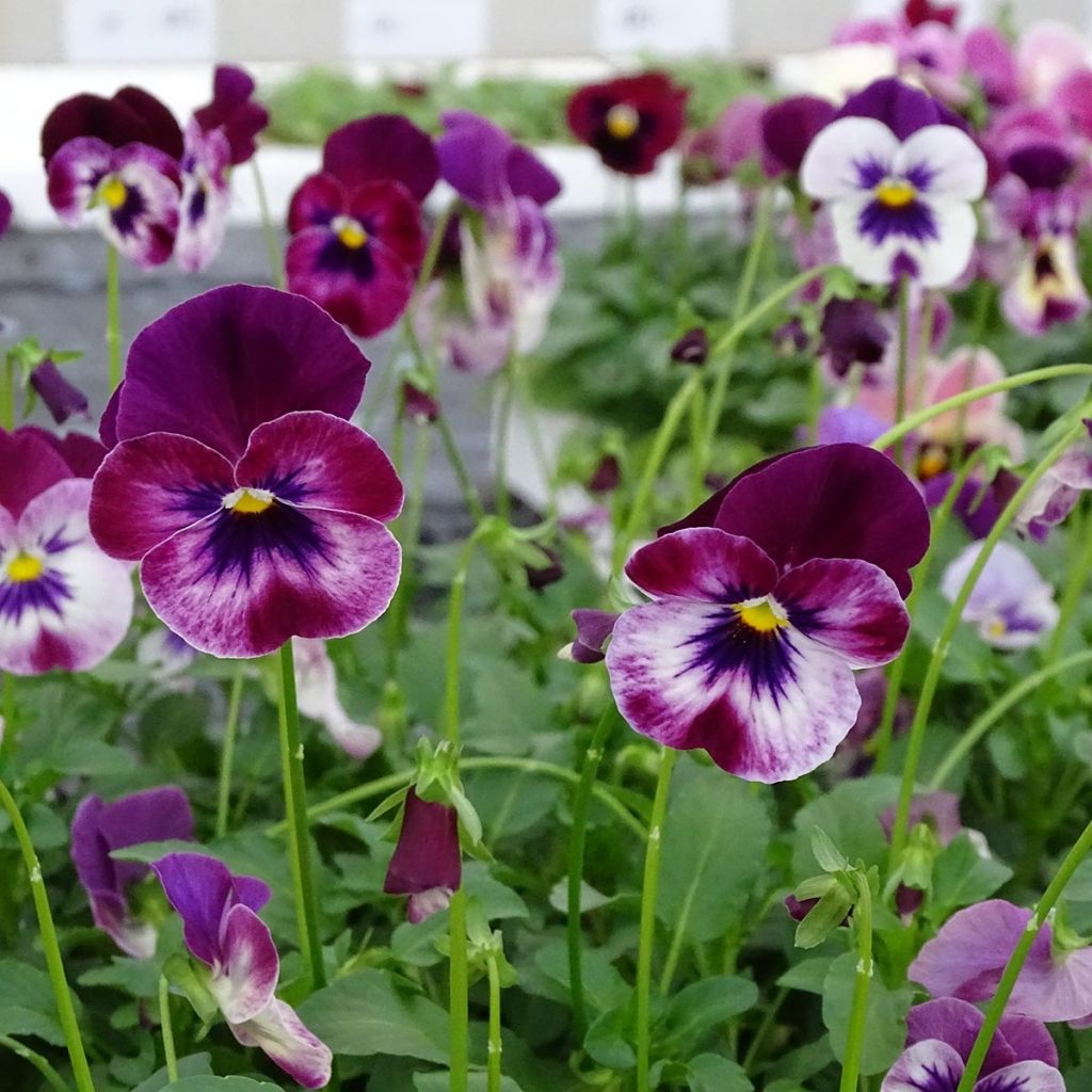 Viola hybrida Cool Wave Raspberry - Violeta hibrida