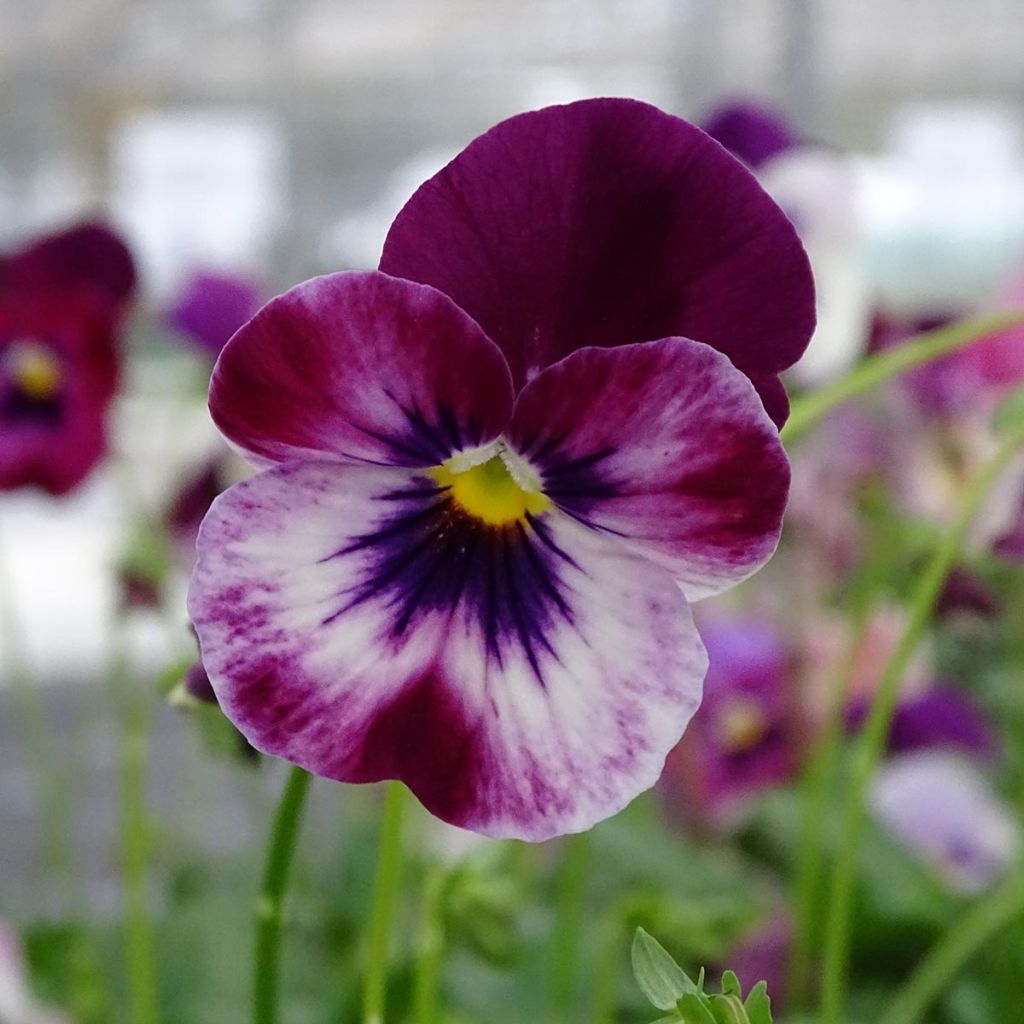 Viola hybrida Cool Wave Raspberry - Violeta hibrida