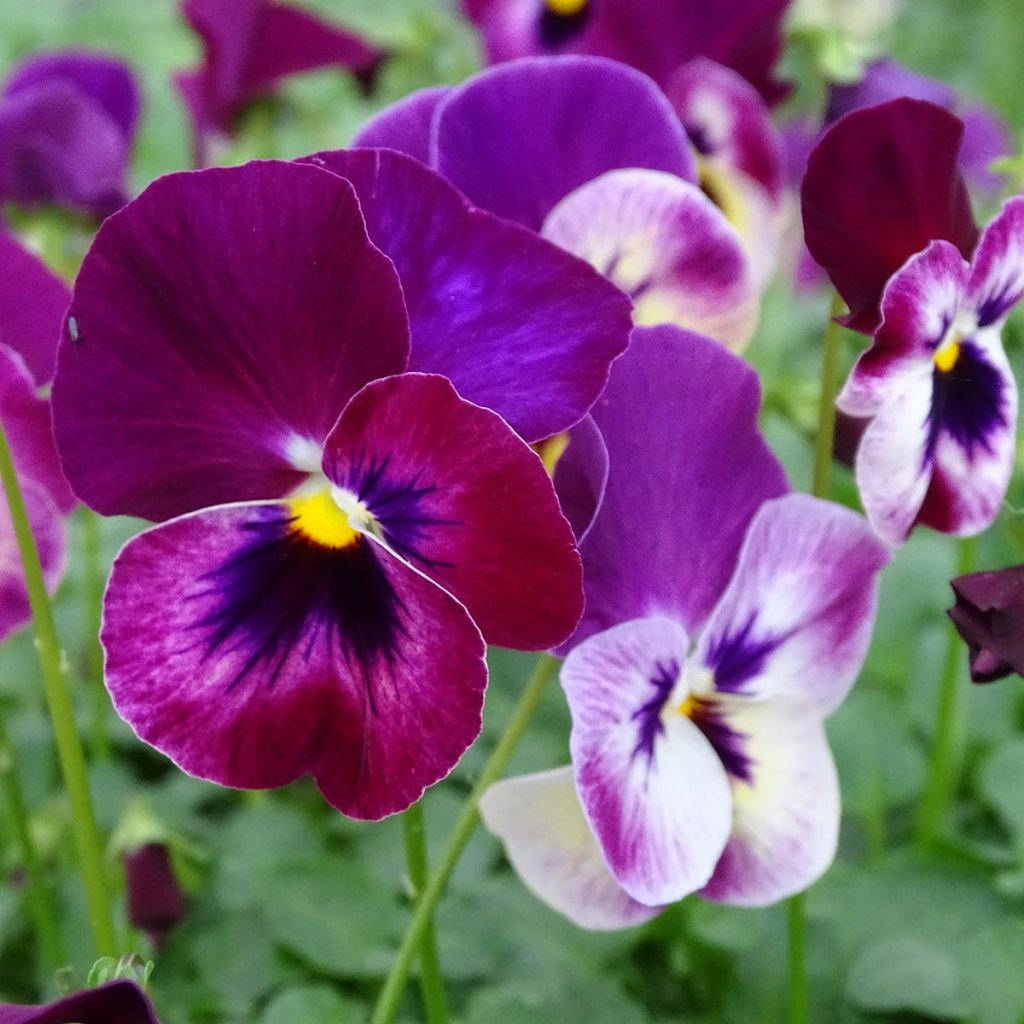 Viola hybrida Cool Wave Raspberry - Violeta hibrida