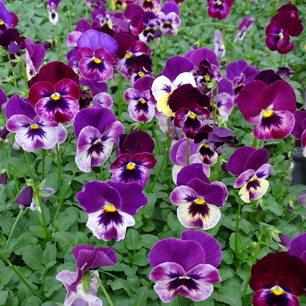 Viola hybrida Cool Wave Raspberry - Violeta hibrida