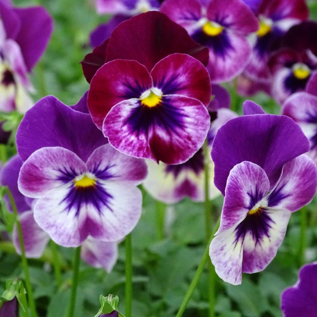 Viola hybrida Cool Wave Raspberry - Violeta hibrida