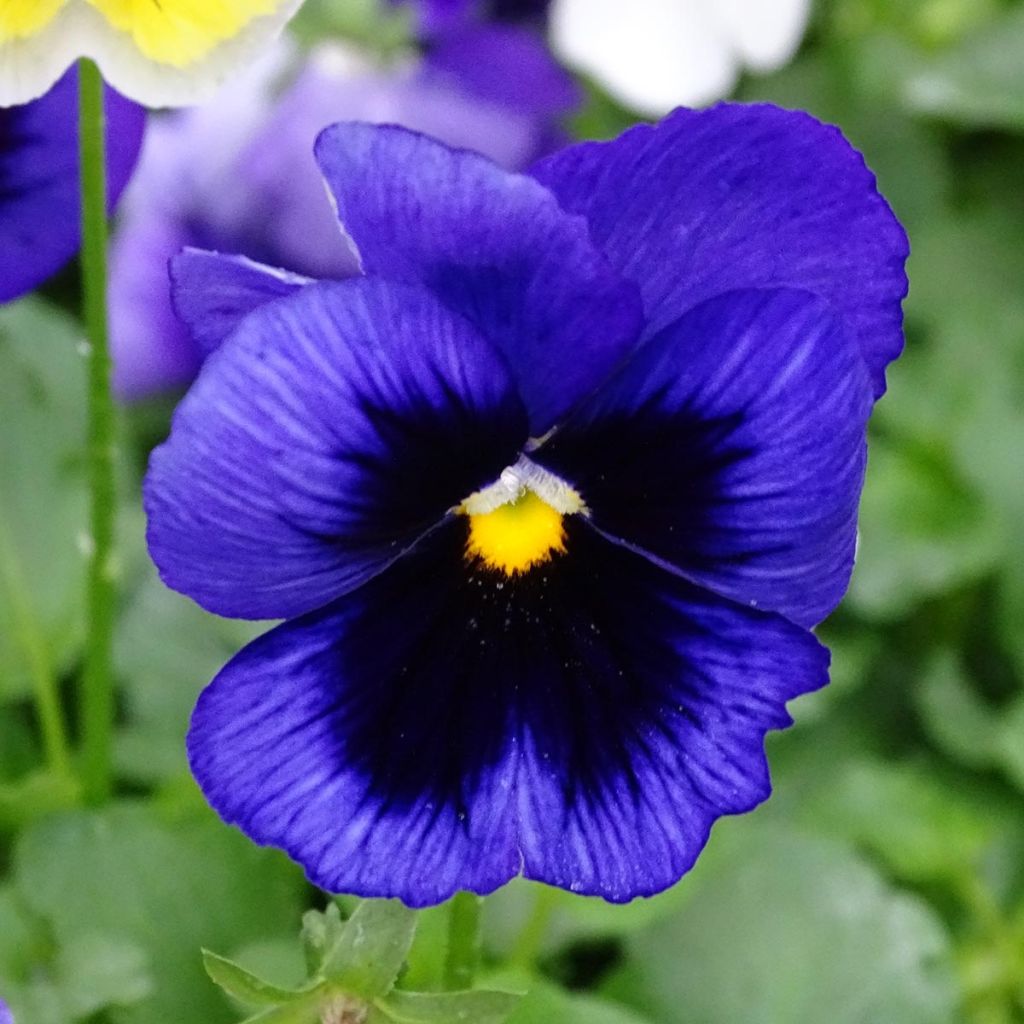 Viola Prim'Up Ocean Mix - Violeta