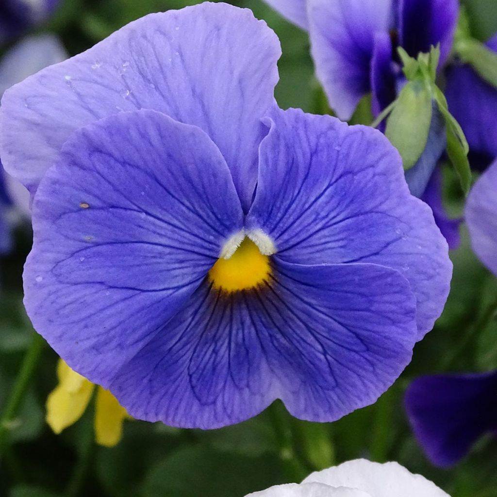 Viola Prim'Up Ocean Mix - Violeta