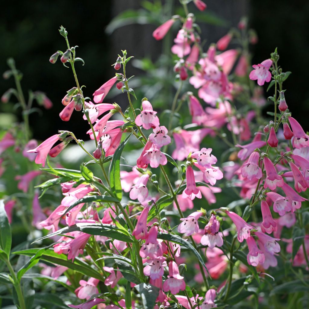 Penstemon Apple Blossom