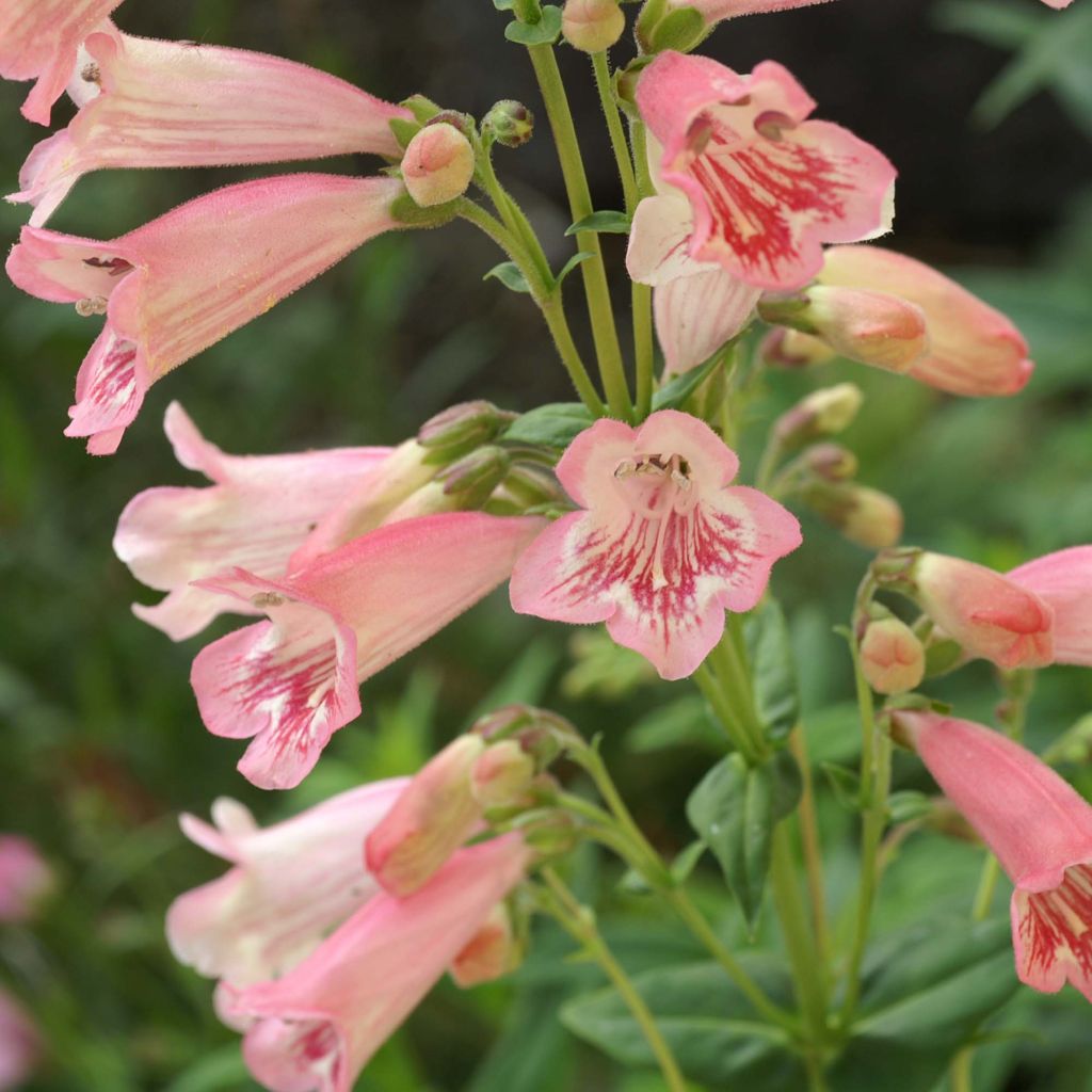 Penstemon Hewell Pink Bedder