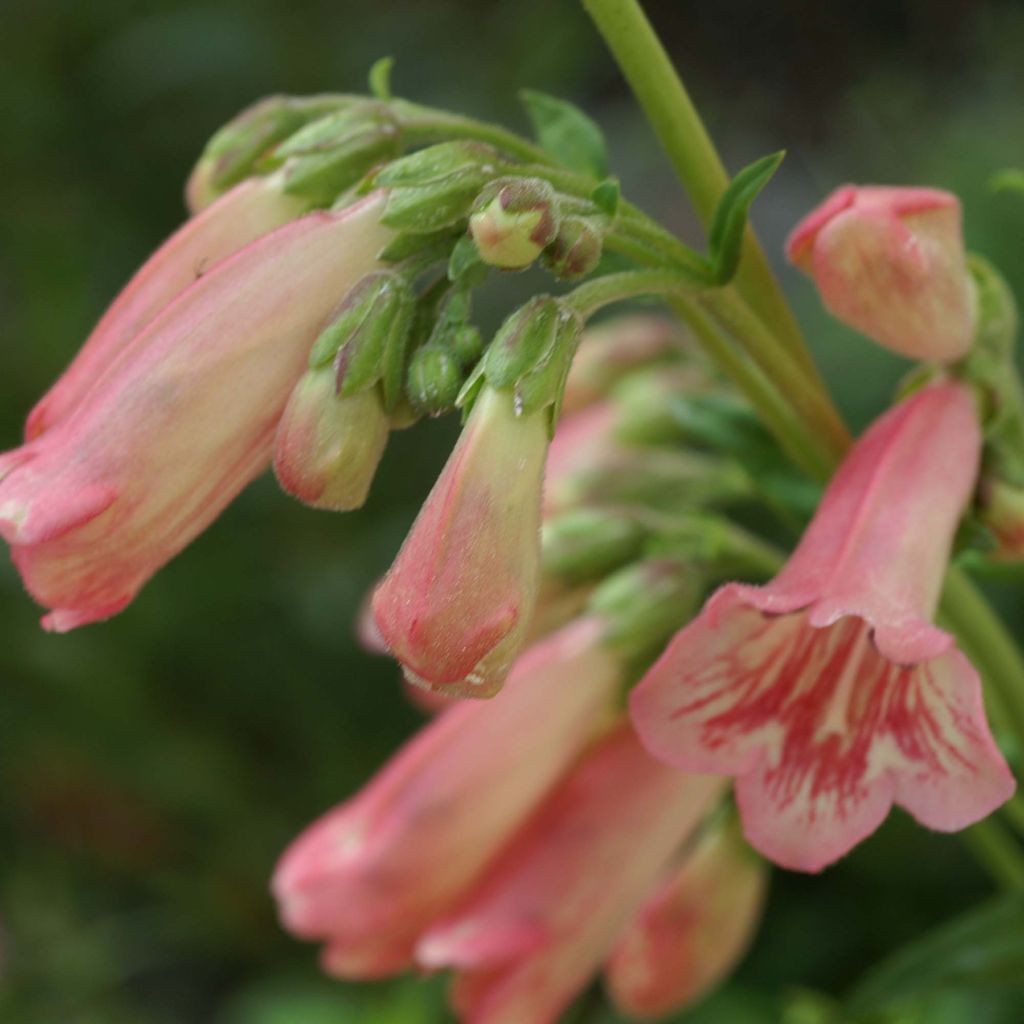 Penstemon Hewell Pink Bedder