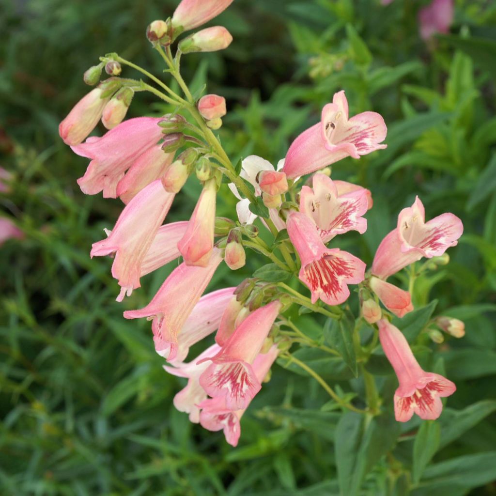 Penstemon Hewell Pink Bedder