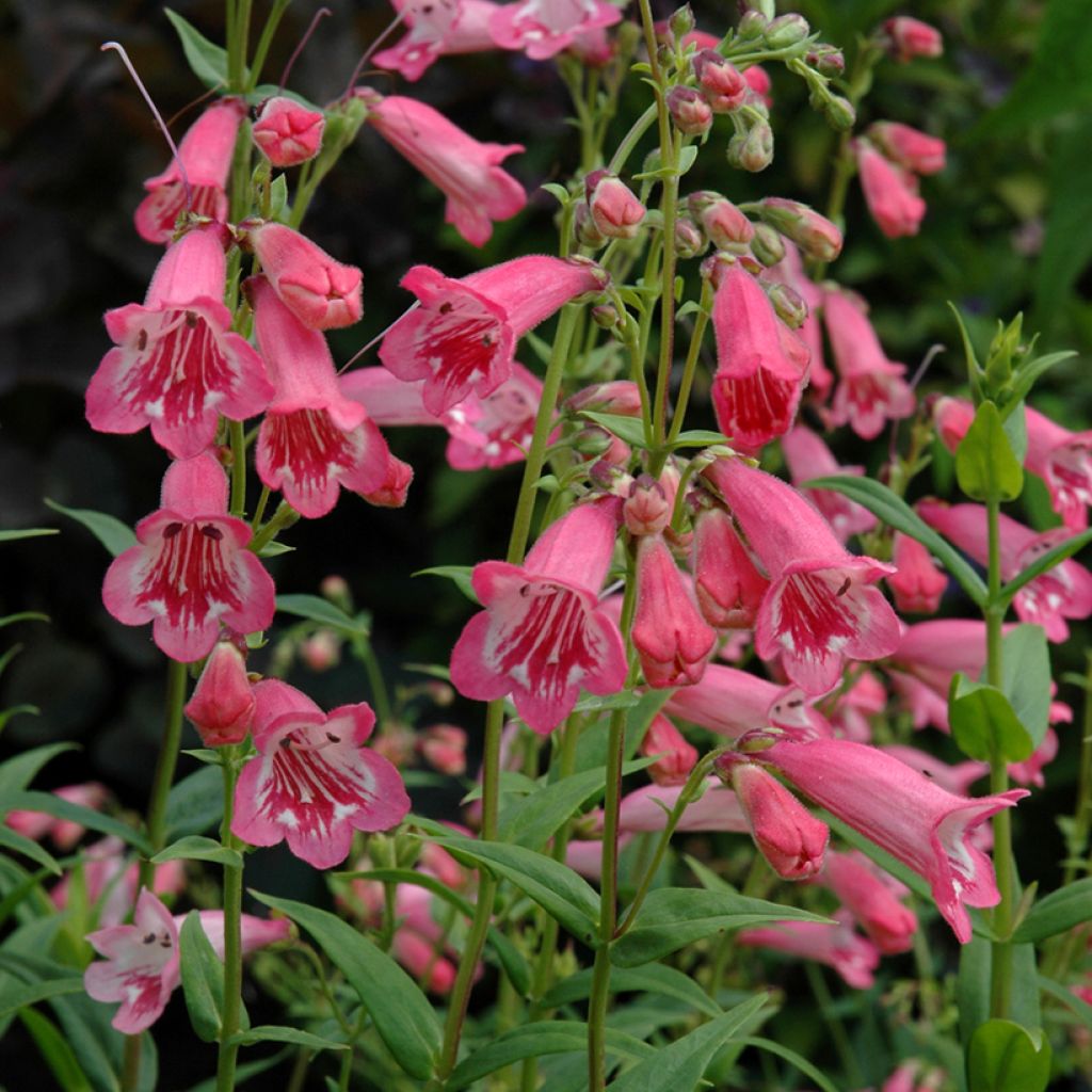 Penstemon Hewell Pink Bedder