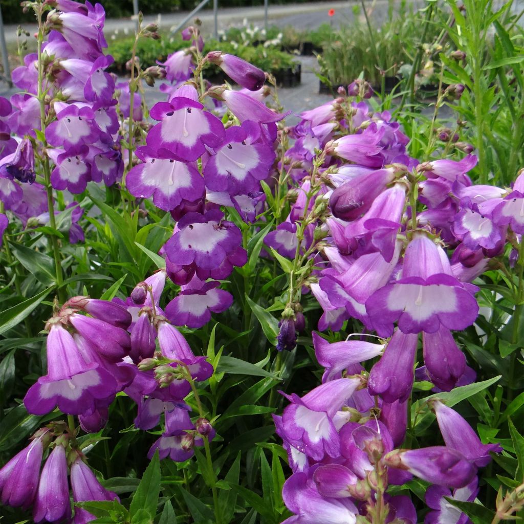 Penstemon Pensham Czar