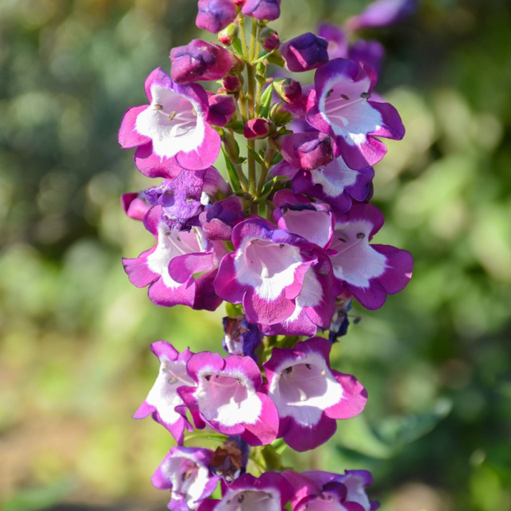 Penstemon Pensham Czar