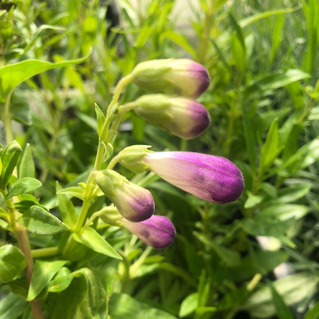 Penstemon Pensham Czar