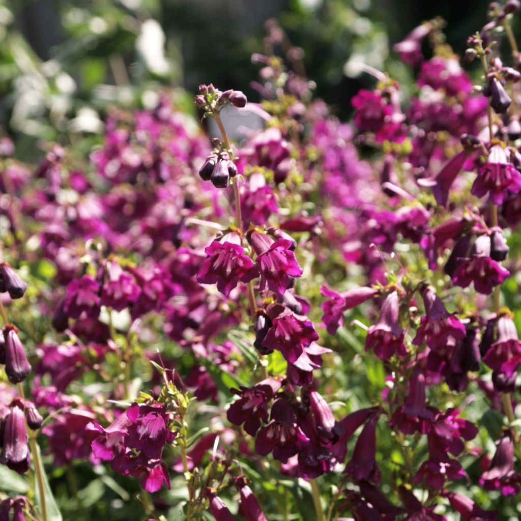 Penstemon Raven