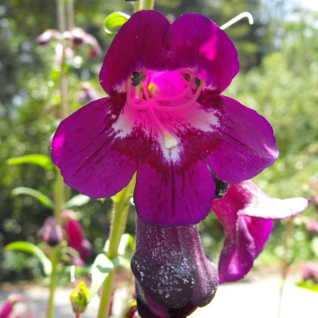 Penstemon Raven