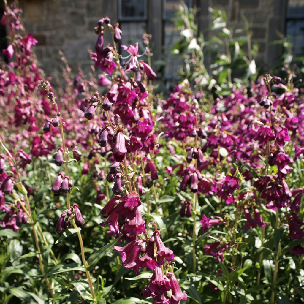 Penstemon Raven