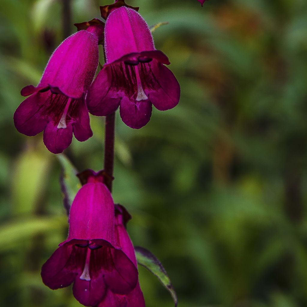 Penstemon Raven