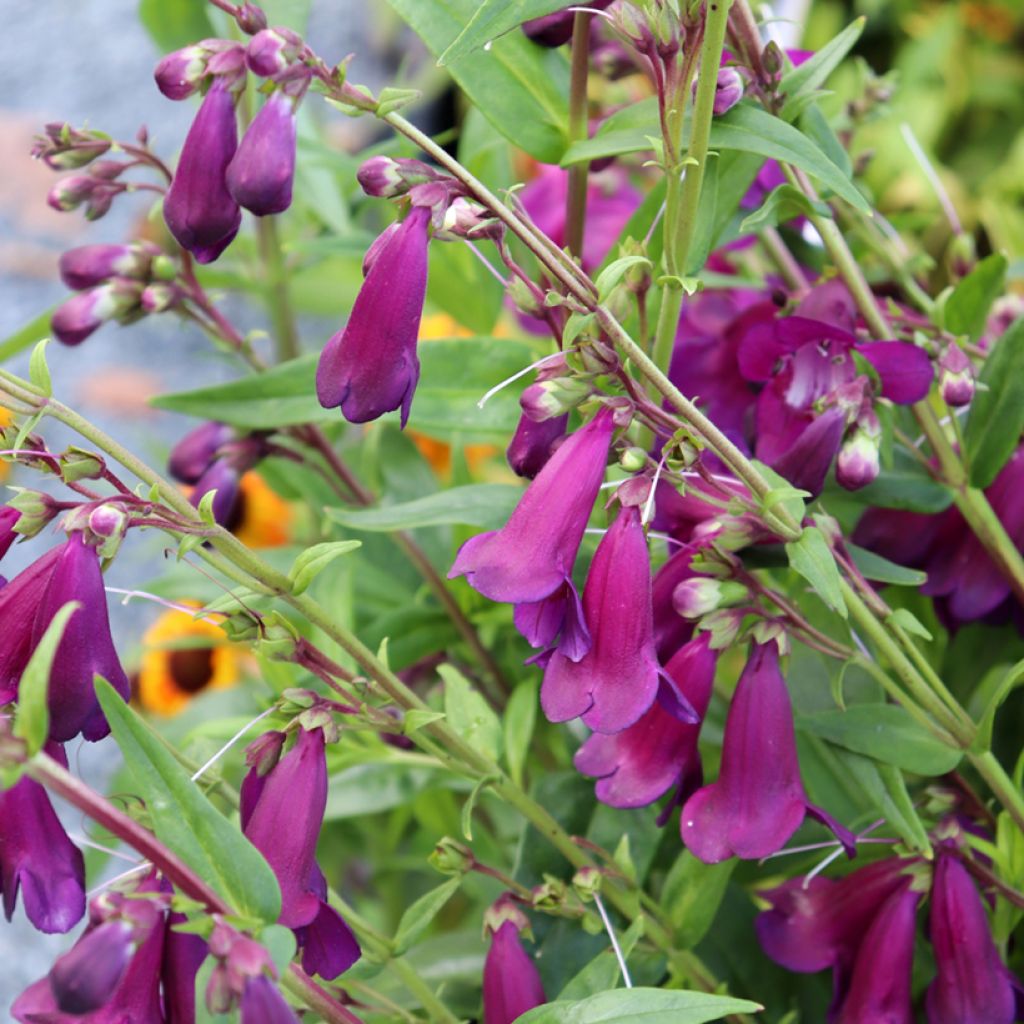 Penstemon Raven