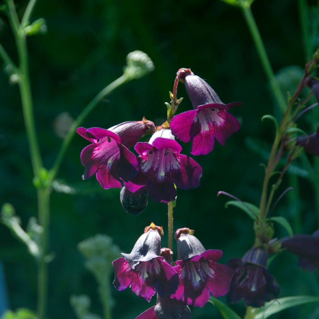 Penstemon Raven