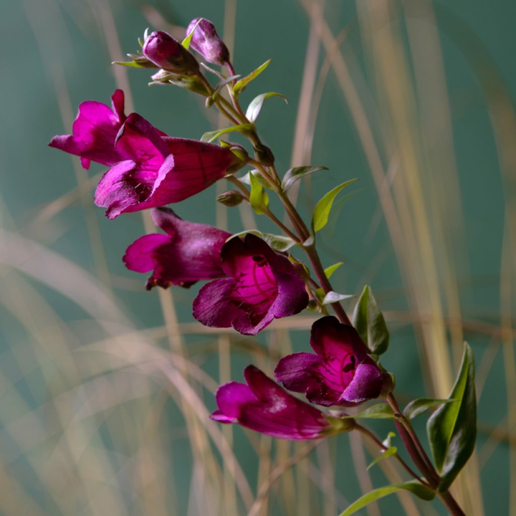 Penstemon Rich Ruby