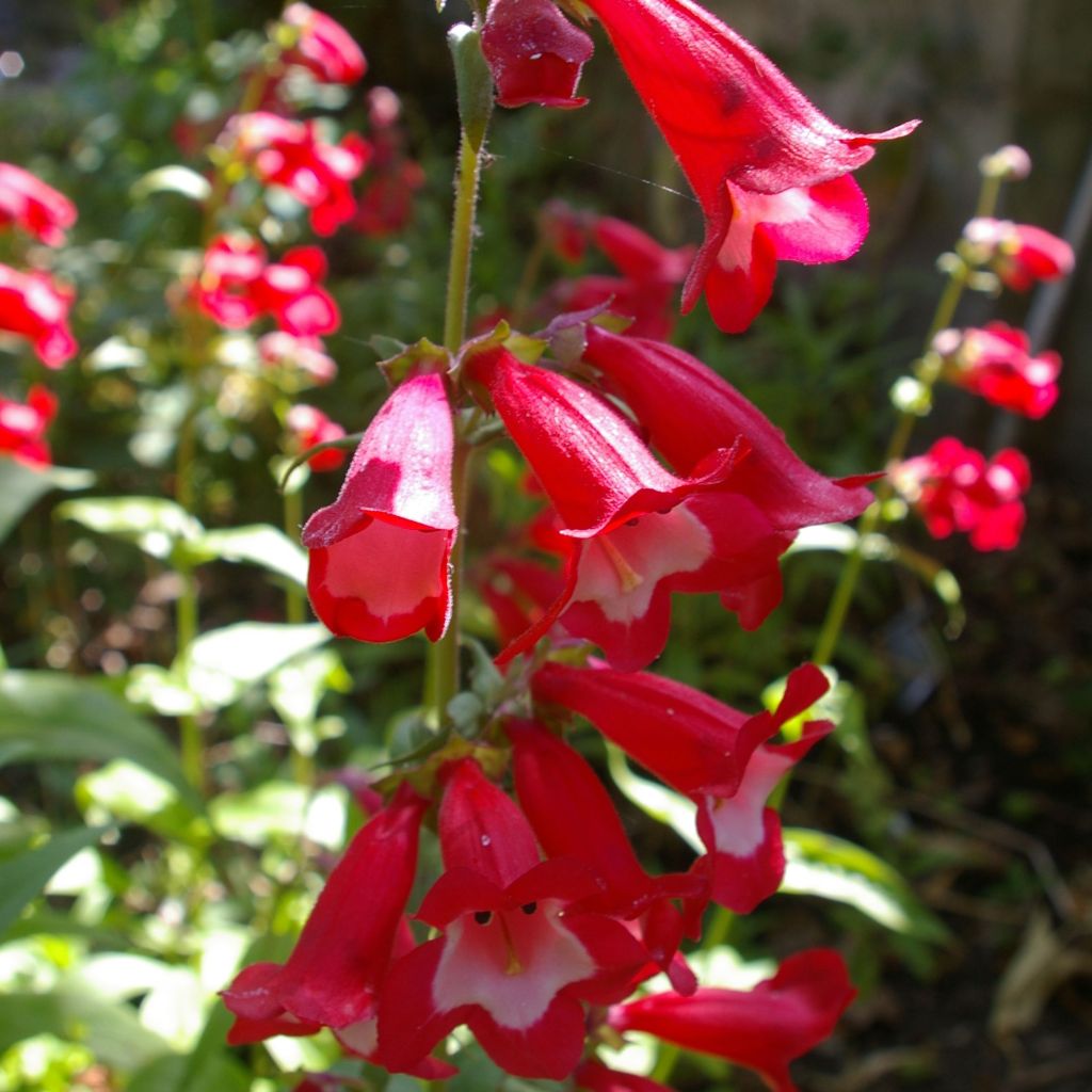 Penstemon Rubicundus, Galane