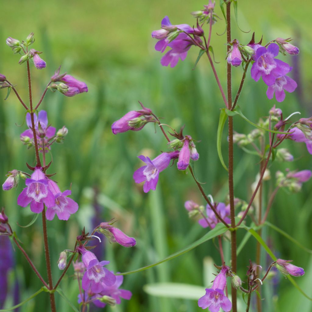 Penstemon Sour Grapes