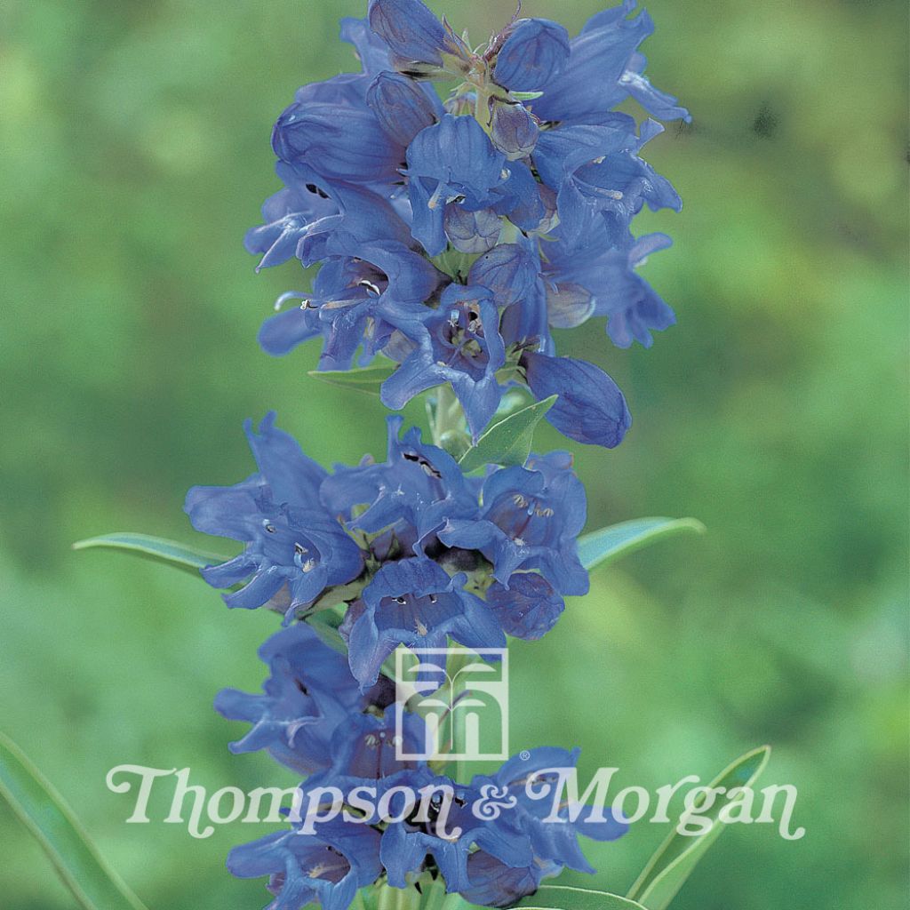 Penstemon Heterophyllus True Blue 