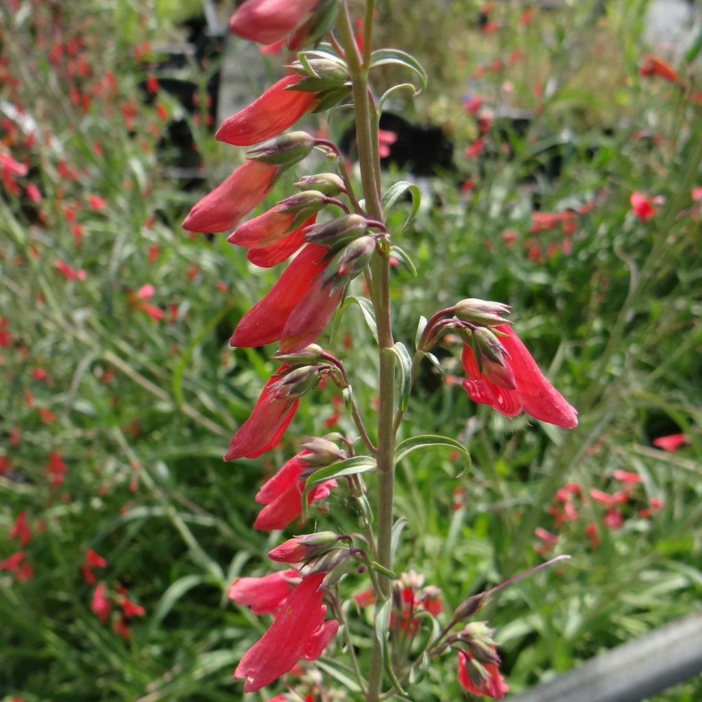 Penstemon barbatus Coccineus - Muicle