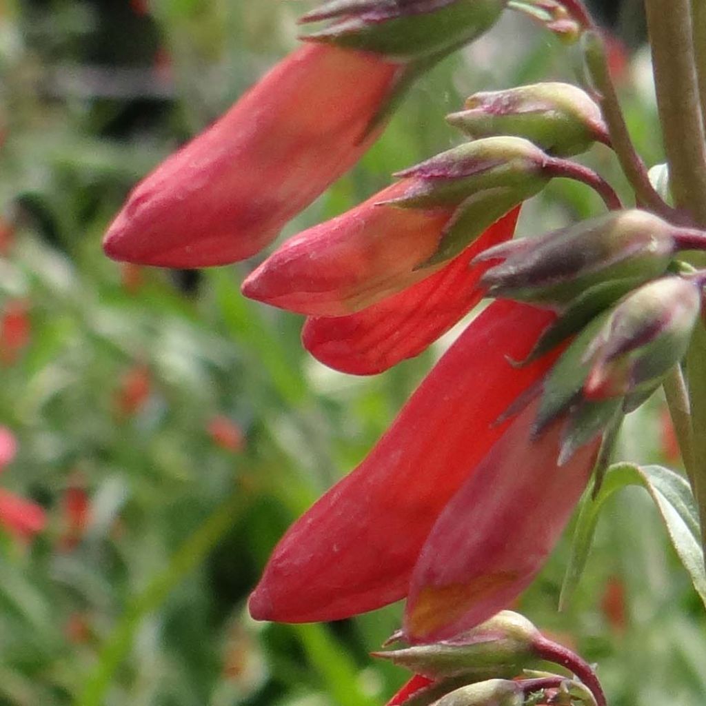 Penstemon barbatus Coccineus - Muicle