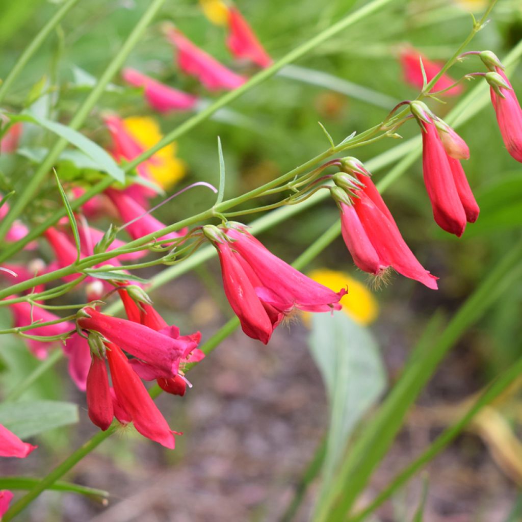 Penstemon barbatus Coccineus - Muicle