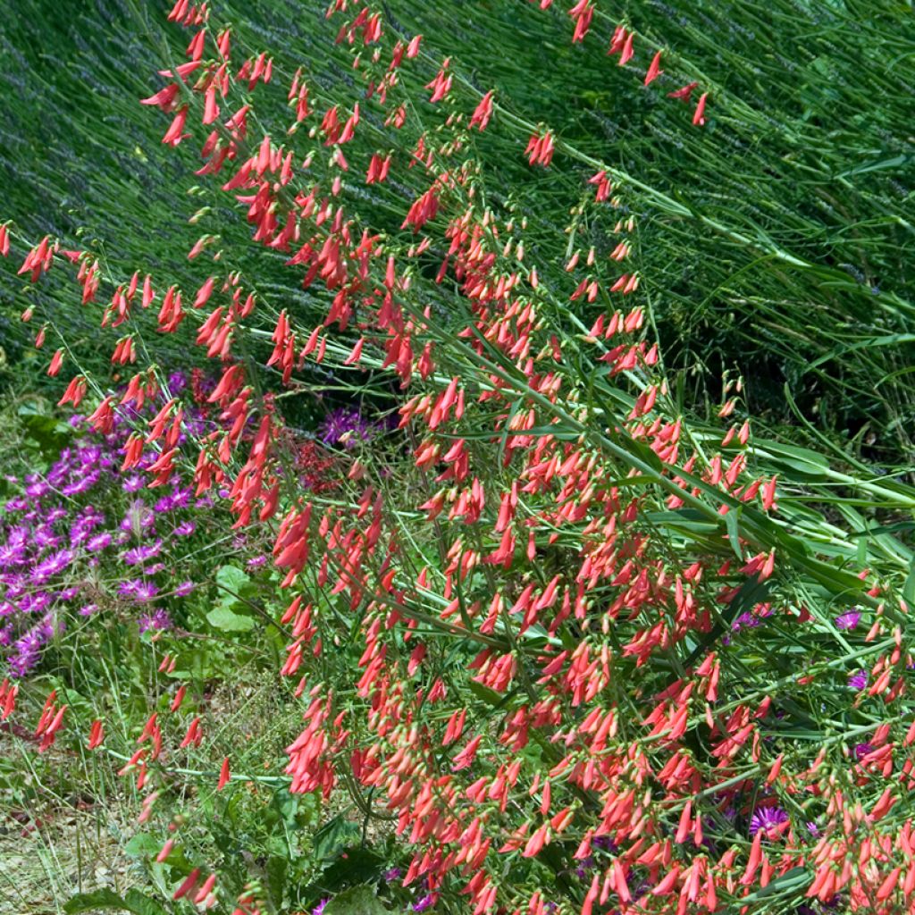 Penstemon barbatus Coccineus - Muicle