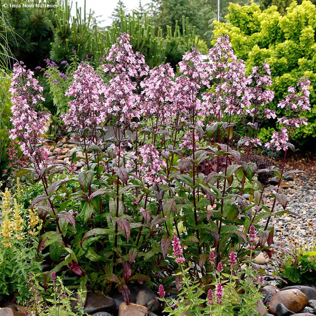 Penstemon digitalis Dakota Verde (Dakota Series) - Galane